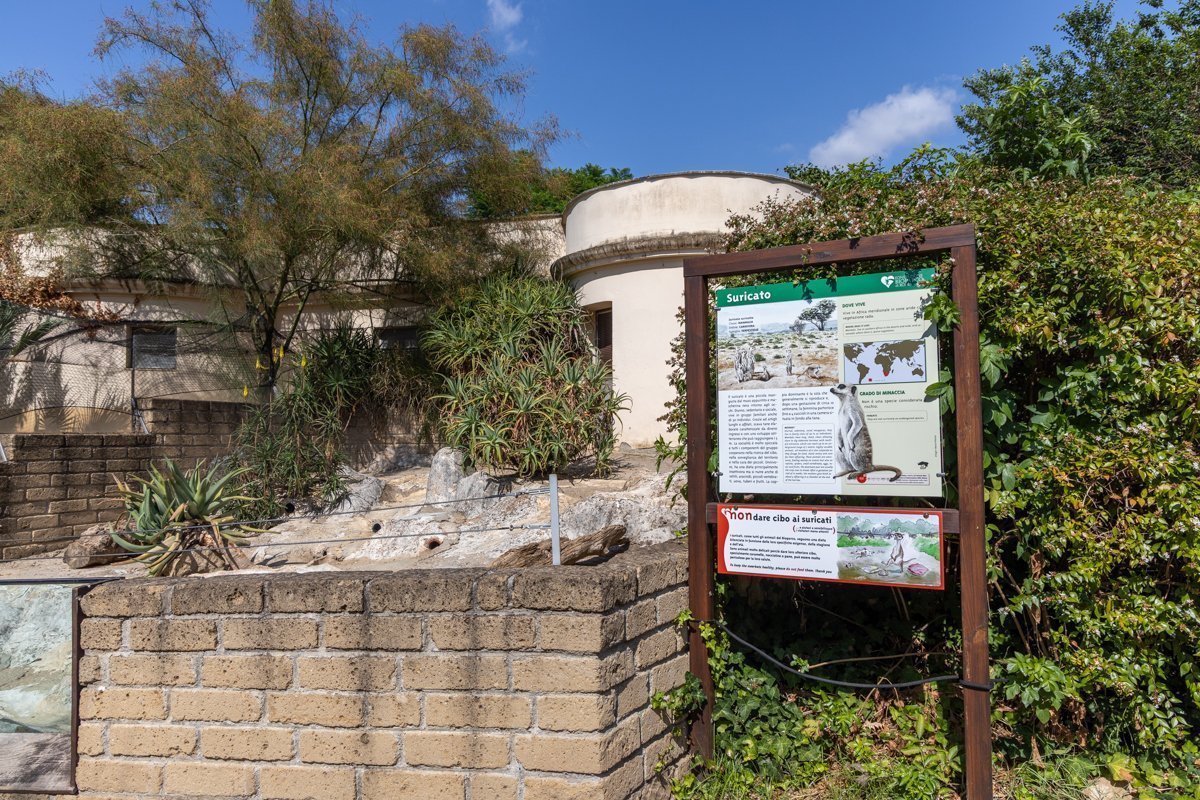 Enclos des suricates
