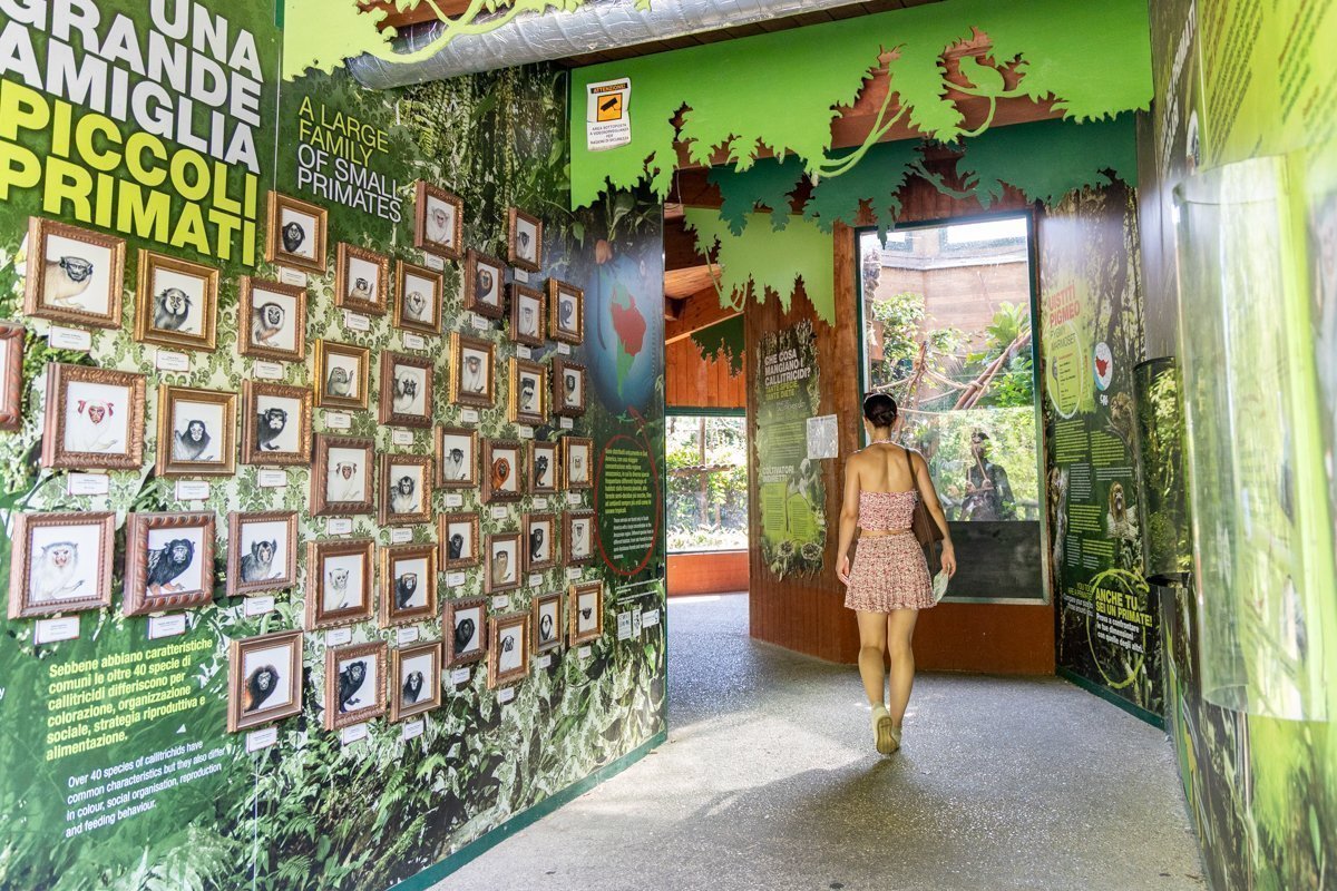 Passage avec des informations sur les singes