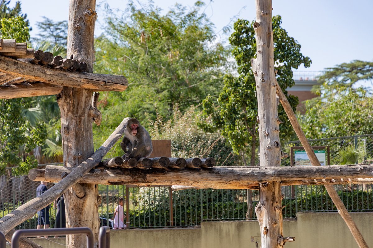 Structure pour les singes