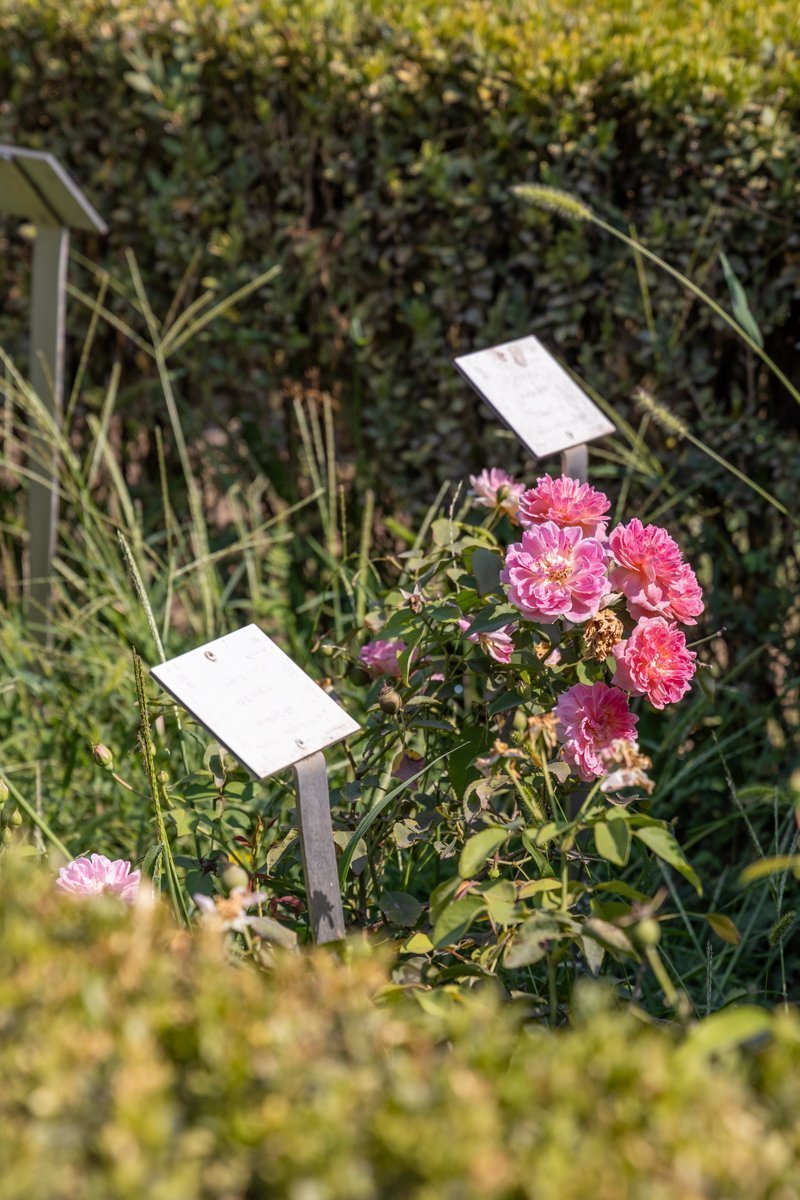 Fleur dans les jardins Farnèse