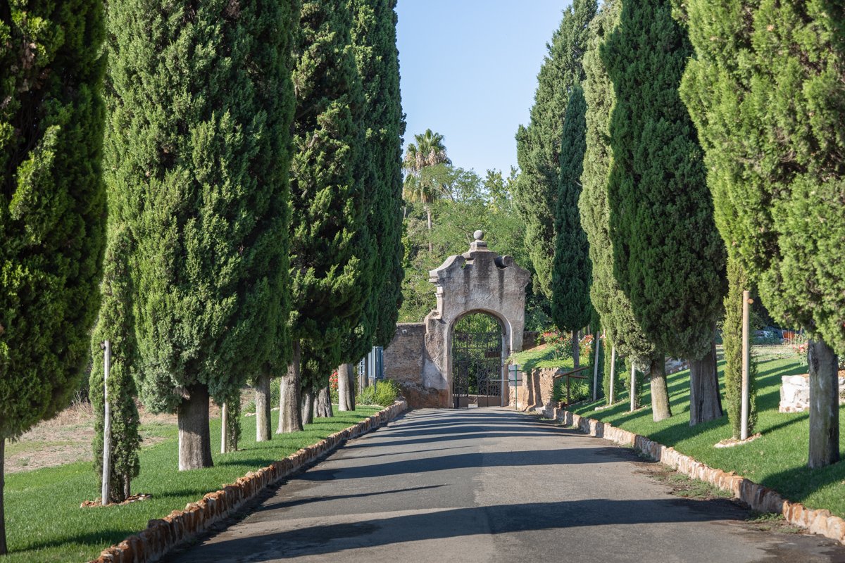Chemin bordé d'arbres
