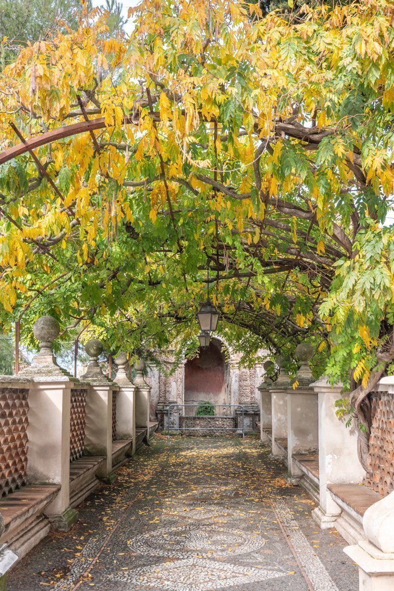 chemin surplombé d'arbres