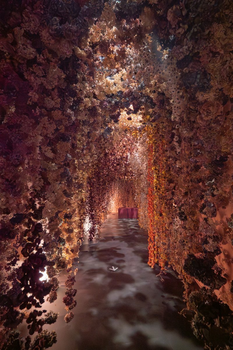 couloir rempli de fleur rose