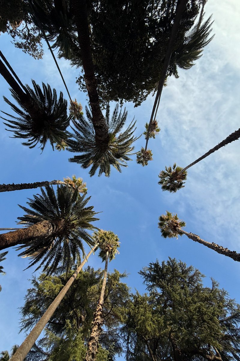 palmiers vu d'en bas
