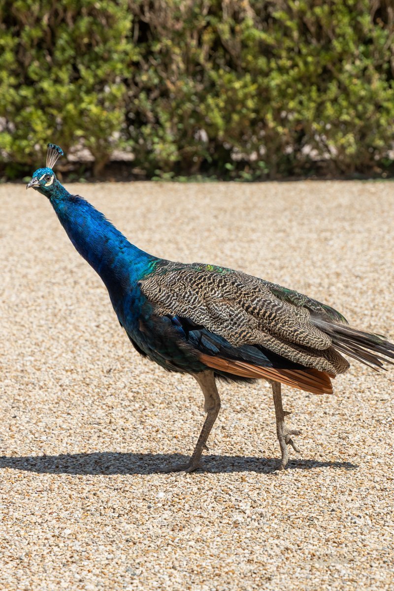 paon de la résidence