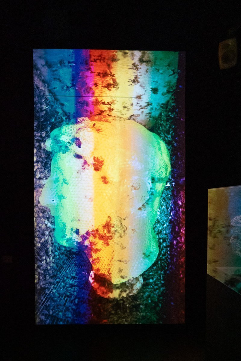 représentation ruche