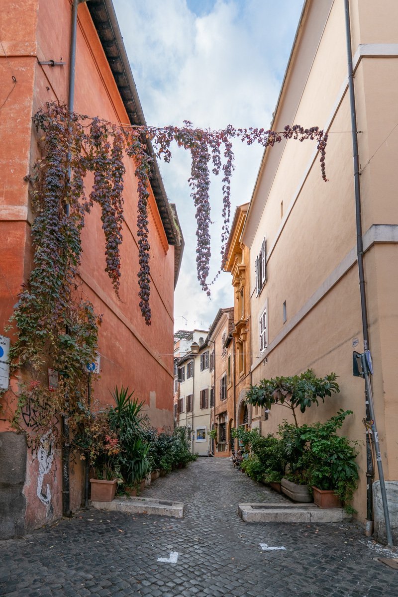 ruelle avec des plantes