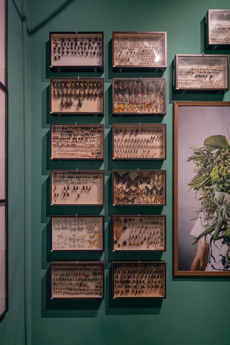 zoom sur les différents insectes