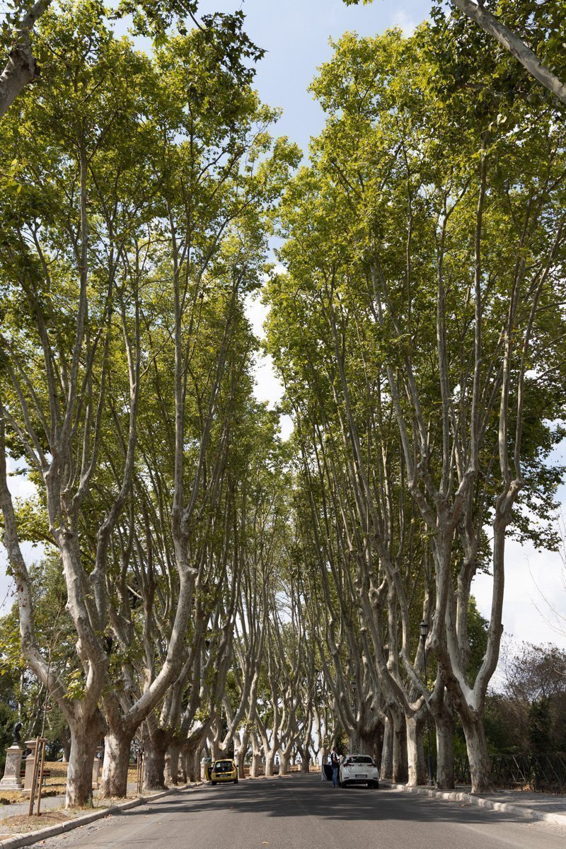 allée d'arbres